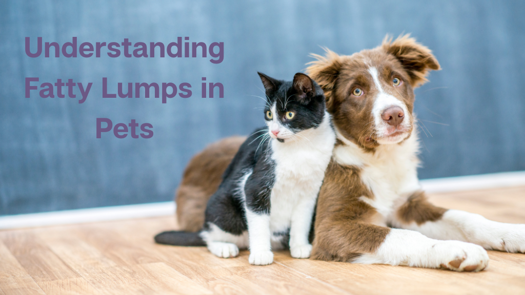 Understanding Fatty Lumps in Pets Understanding Fatty Lumps in Pets